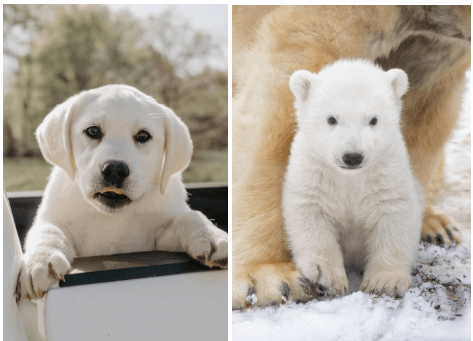 polar bear dog mix