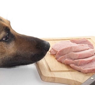Can Dogs Eat Boiled Pork 