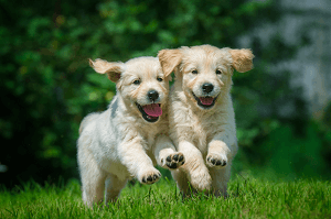 how to find a reputable golden retriever breeder