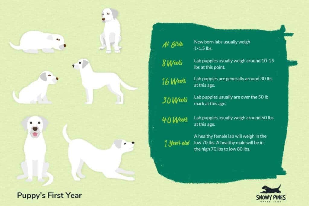 how long to walk golden retriever puppy?
