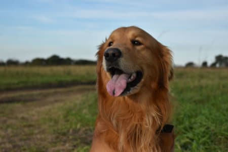 Famous golden retrievers sales in history