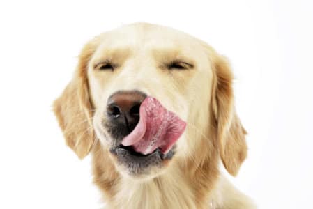 why do golden retrievers lick so much?