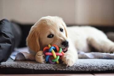 cute golden retriever puppy chewing toy 