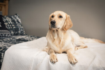 golden retriever on a bed