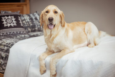 golden retriever hanging off a bed