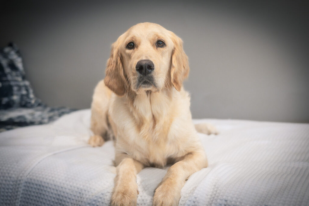 beautiful golden retriever on a blanket