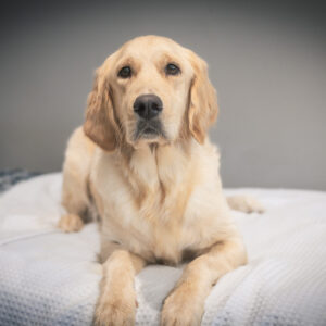 beautiful golden retriever on a blanket