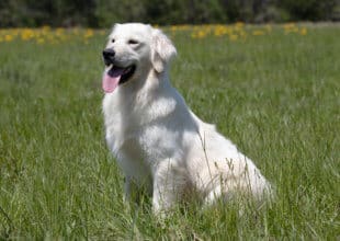 english creme golden retriever sitting in grass