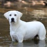 White English Labradors Purebred By Professional Breeders