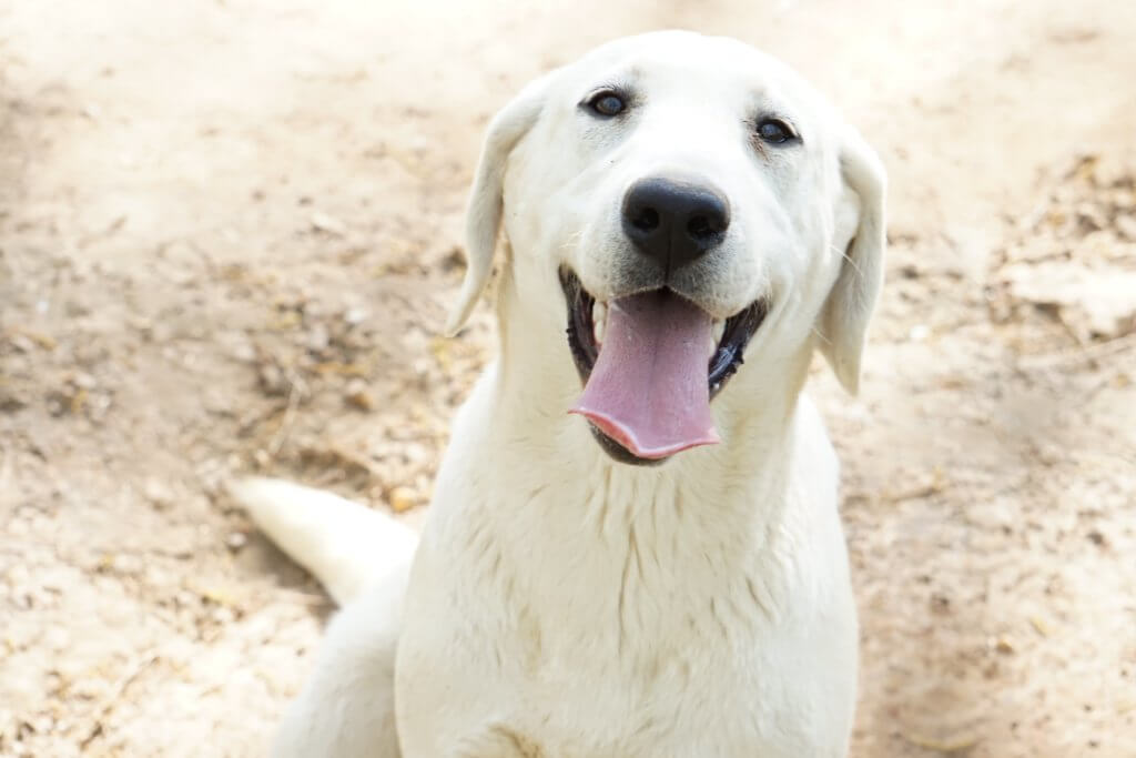 Should I Shave My Lab? SnowyPines