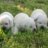 white english labrador