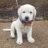 white lab puppy with a leaf