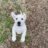 polar bear puppy standing on its hind legs