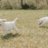 white labradors playing