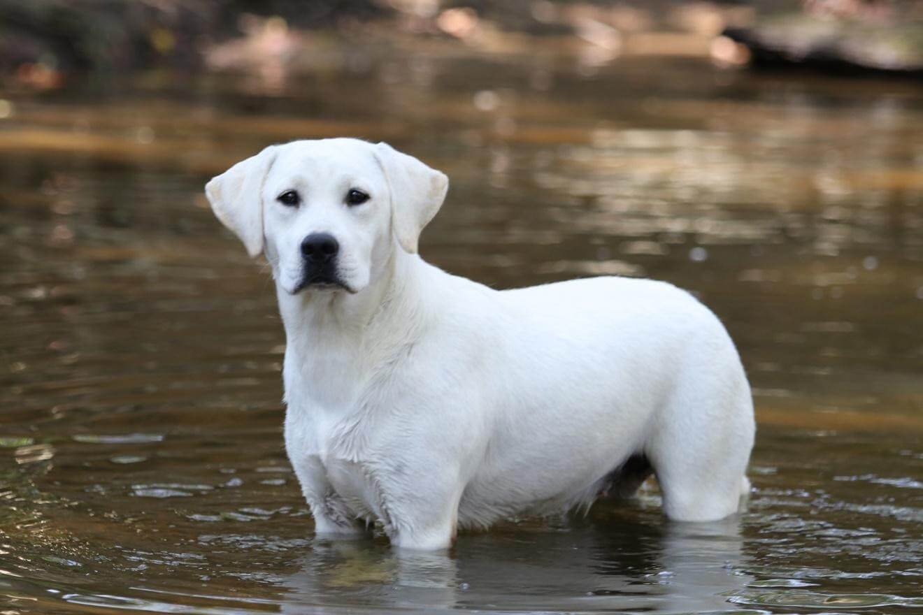 white labrador retriever