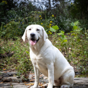 white lab sitting on a rock