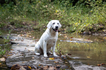 white lab sitting in a creek bed