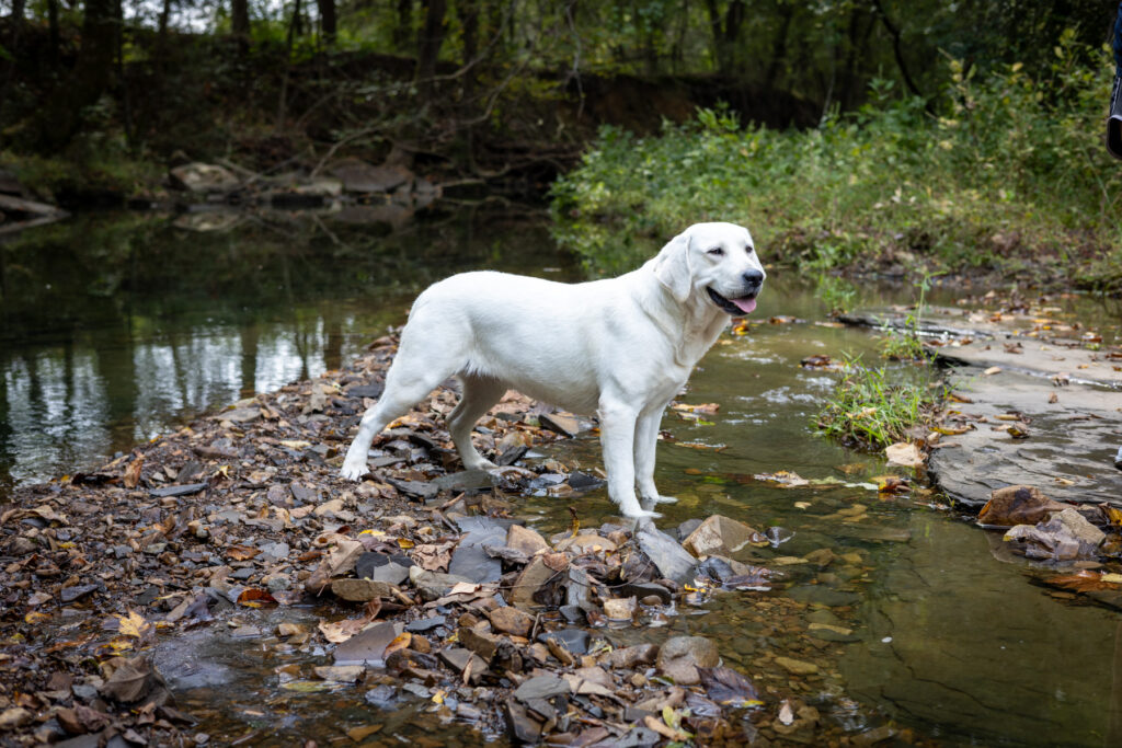 white lab standing in a creek bed