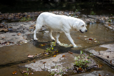 white lab walking in a creek