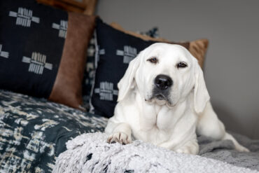 white lab laying on a bed