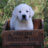 Block headed labrador puppy