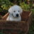 Labrador puppy going to sleep in a wooden box