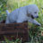 English labrador puppy playing outside