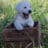 white puppy yawning