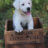 white lab puppy climbing