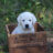 Puppy in wooden box