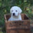 english lab puppy in the grass