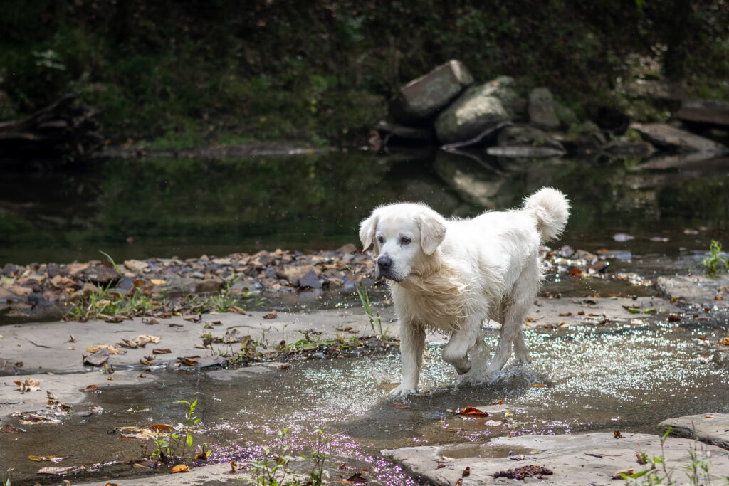 White Golden Retriever walking in a creek