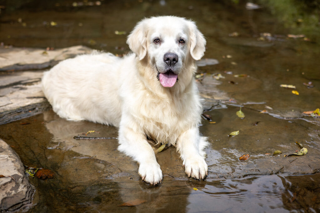 English Cream Golden Retriever laying on a rock