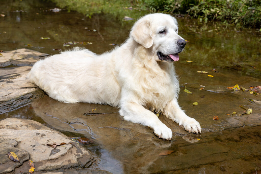 white golden retriever laying in a creek