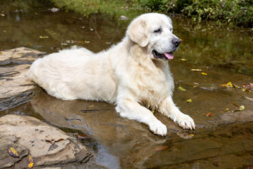 white golden retriever laying in a creek