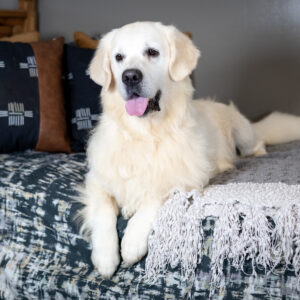 english cream golden retriever on a bed