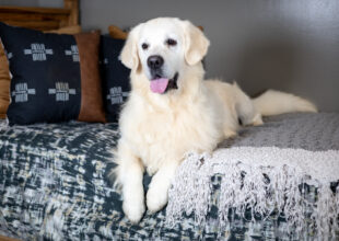 english cream golden retriever on a bed