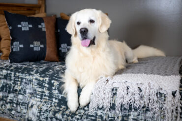 english cream golden retriever on a bed