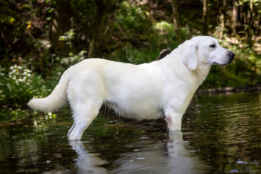 White lab standing in a creek