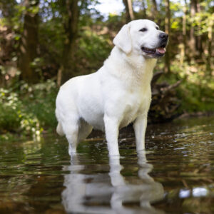 white lab in a creek