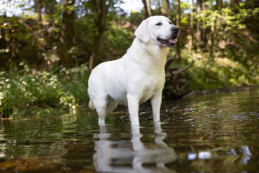 white lab in a creek