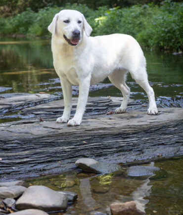 White lab standing on a rock