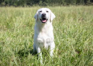 white lab sitting in a field