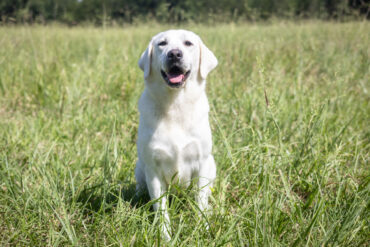 white lab sitting in a field