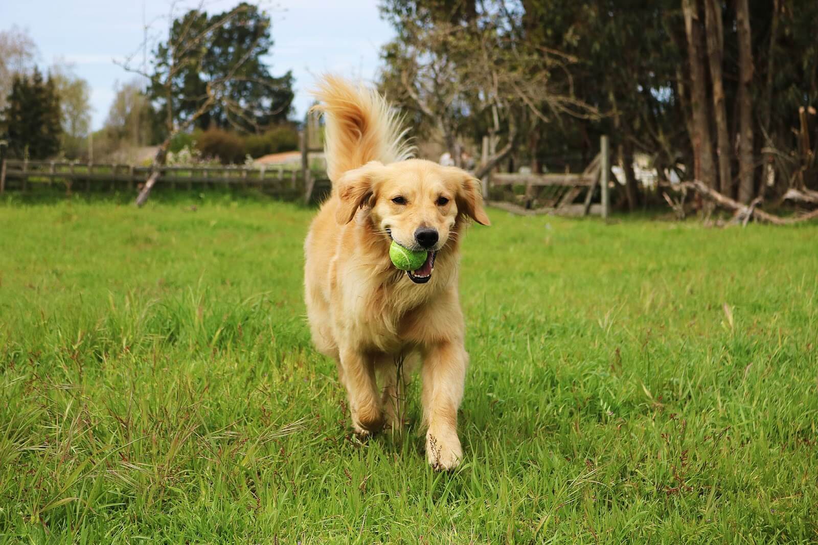 How Much Exercise Do Golden Retrievers Need? (+The Best Exercises)