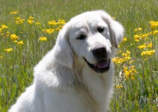 white golden retriever standing by flowers