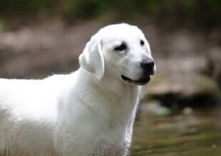 english labrador in the water