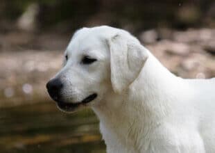 english lab in the woods