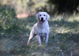 blockheaded english lab in the grass