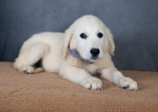 English Cream Golden Retriever puppy